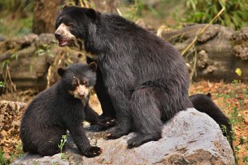 Bisa Makan Apa Saja, Mengapa Beruang Hitam Tidak Pilih-Pilih Makanan?
