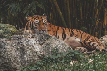 Apakah Harimau Sumatra Terancam Punah?