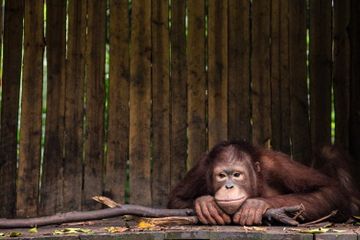 Ada Berapa Spesies Orang Utan?