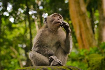 Di Mana Habitat Monyet?