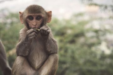 Apa Monyet Makan Pisang Saja?