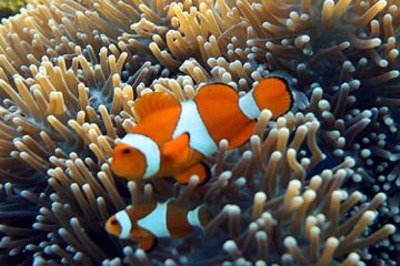 Kenapa Anemon Laut Mau Menjadi Tempat Tinggal Ikan Nemo?