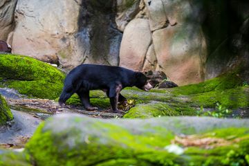Apakah Semua Beruang Hitam Berwarna Hitam?