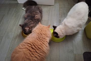 Mengapa Kucing Selalu Minta Makan?