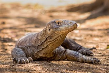 Apakah Racun Komodo dapat Berbahaya bagi Manusia?