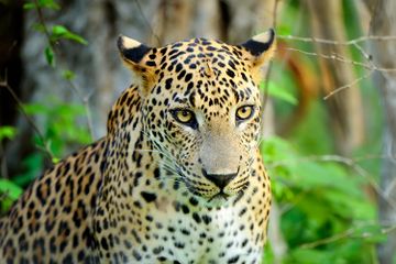 Termasuk Kucing, Mengapa Jaguar Tidak Takut Air?