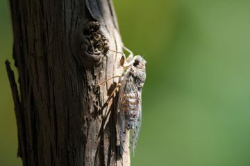 Benarkah Ada Ribuan Spesies Jangkrik?