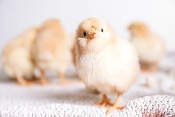 Arane anak ayam dalam bahasa Jawa disebut kuthuk.