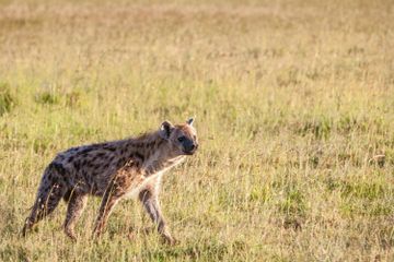 Berkenalan dengan 3 Jenis Hyena, Salah Satunya Ada Hyena Loreng