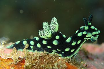 Termasuk Hewan, Kenapa Siput Laut Dapat Membuat Makanannya Sendiri?