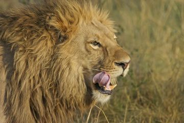 Apex predator disebut predator puncak yang ditakuti oleh spesies hewan lainnya.