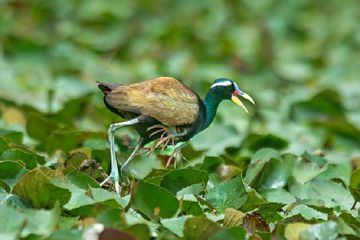 Kenapa Burung Jacana Menggendong Anaknya di Balik Sayap?