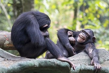 Anak simpanse memiliki kedekatan khusus dengan induknya.