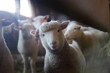 6 Ciri-Ciri Kingdom Animalia serta Pengelompokannya, Apa Saja?
