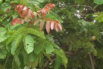 Jadi Identitas Flora di Papua, Ini 5 Fakta Menarik Matoa