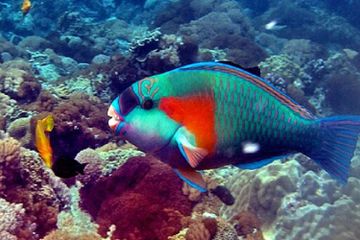 Mengapa Ikan Kakatua Memiliki Gigi?