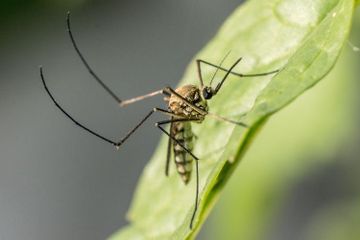 Benarkah Nyamuk Termasuk Hewan Purba?