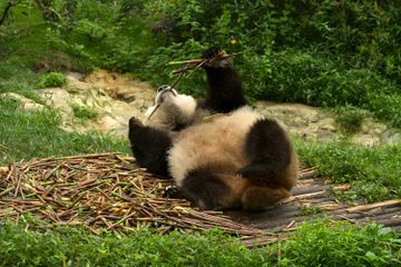 Kenapa Panda Suka Berguling-guling?