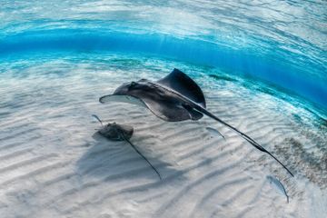 Kenapa Ikan Pari Suka Menghabiskan Waktu Berbaring di Dasar Laut?