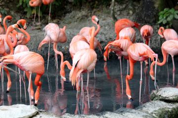 Benarkah Warna Burung Flamingo Melambangkan Status Sosial?