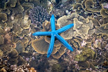 Benarkah Bintang Laut Dapat Menumbuhkan Bagian Tubuhnya yang Hilang?