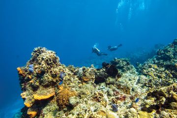 Indonesia termasuk salah satu tempat bagi satu per delapan terumbu karang di dunia.