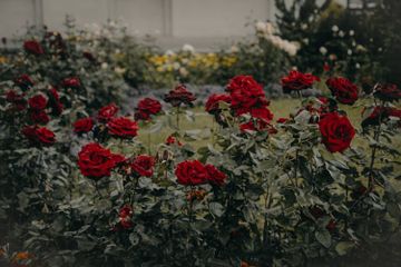 10 Idiom Bahasa Inggris tentang Tanaman dan Bunga serta Artinya