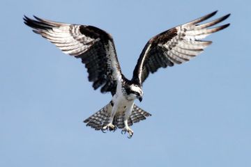 idiom bahasa Inggris menggunakan kata Bird dan artinya