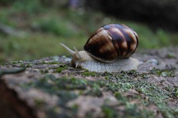 Kenapa Siput Berjalan Sangat Lambat?