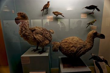 Penyebab Kepunahan Burung Dodo, Benarkah Disebabkan oleh Manusia?