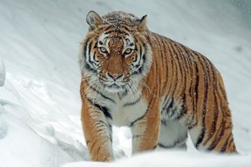 Apa Fungsi Kumis Harimau?