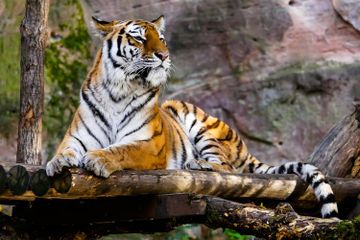 Setiap tanggal 29 Juli diperingati sebagai Hari Harimau Sedunia (International Tiger Day).