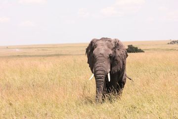 Kenapa Gajah Punya Gading?