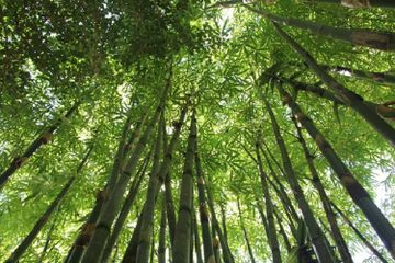 Hewan-Hewan yang Hidup di Hutan Bambu, Salah Satunya Panda Merah