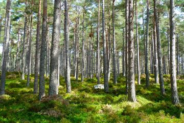 Hutan adalah salah satu sumber daya alam yang ada di Indonesia.