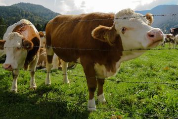 Benarkah Umur Sapi Bisa Dilihat dari Giginya?