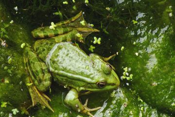 Klasifikasi Hewan Vertebrata serta Ciri-cirinya