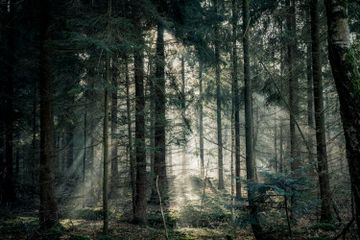 Bagaimana Cara Pengelolaan Hutan Berkelanjutan? Materi Geografi Kelas XI Kurikulum Merdeka