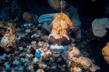 Kenapa Ikan di Lautan Dalam Terlihat Aneh dan Menyeramkan?