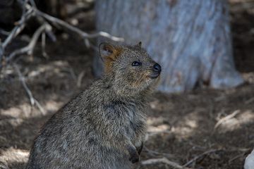 Kenapa Quokka Disebut sebagai Hewan Paling Bahagia di Dunia?