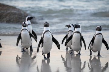 Kenapa Penguin Bisa Tidur 10 Ribu Kali dalam Sehari?