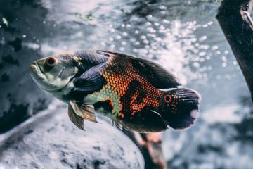 Bagaimana Cara Ikan Berkomunikasi?