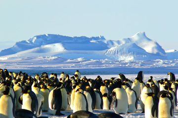 Sama-Sama Hidup di Kutub, Kenapa Penguin dan Beruang Tak Pernah Terlihat Bersama?