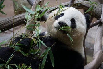 Kenapa Panda Suka Makan Bambu?