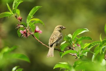 Kenapa Burung Berkicau di Pagi Hari?