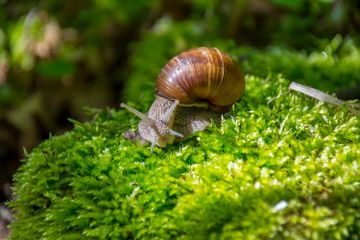 Kenapa Siput Sering Muncul saat Hujan?