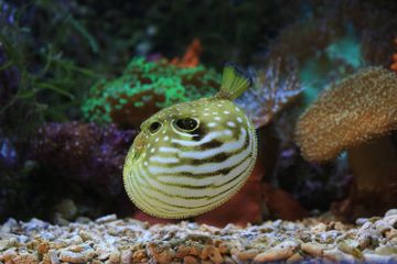 Mirip Balon, Kenapa Ikan Buntal Menggembungkan Tubuhnya?