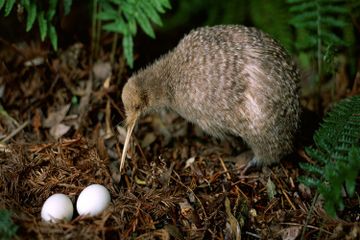 Kenapa Burung Kiwi Mengetuk Tanah dengan Paruhnya?