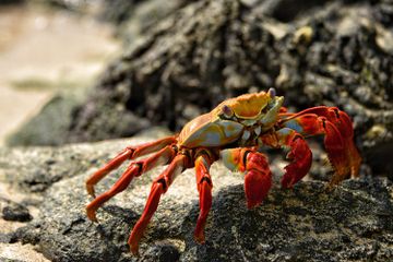Benarkah Kepiting Berkomunikasi dengan Capitnya?