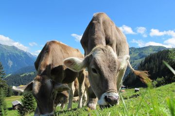 Benarkah Sapi Memiliki Empat Lambung?